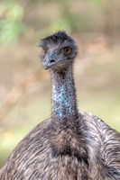 Emu