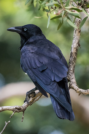 Australian Raven