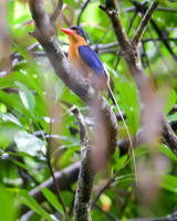 Buff-breasted Paradise Kingfisher