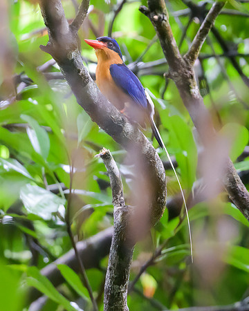 Buff-breasted Paradise Kingfisher