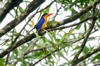 Buff-breasted Paradise Kingfisher