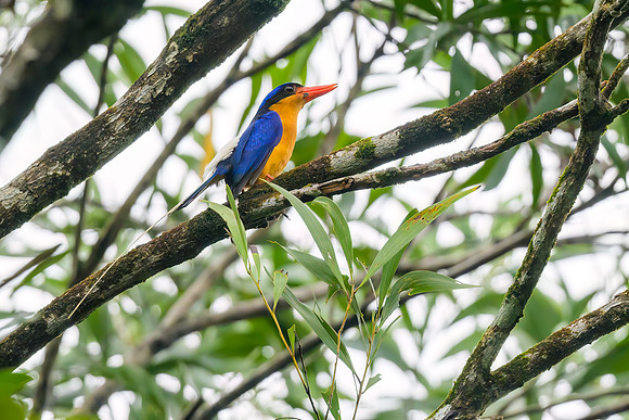 Buff-breasted Paradise Kingfisher