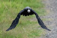 Australian Raven