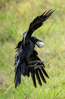 Australian Raven