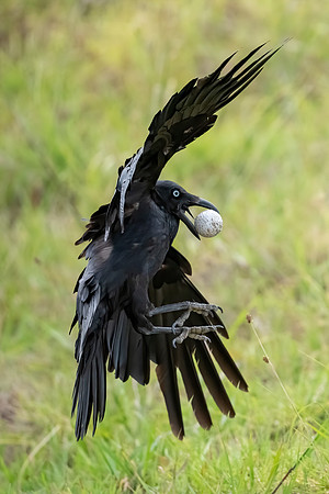 Australian Raven