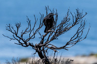 Australian Raven