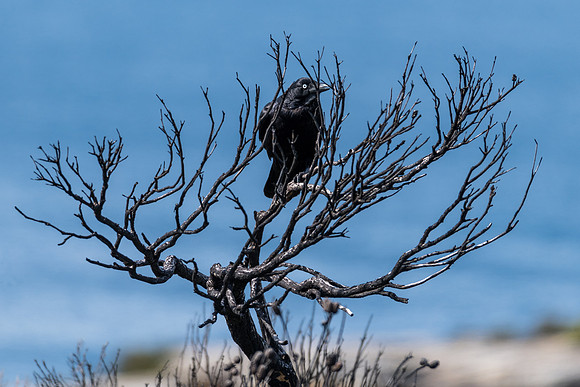 Australian Raven