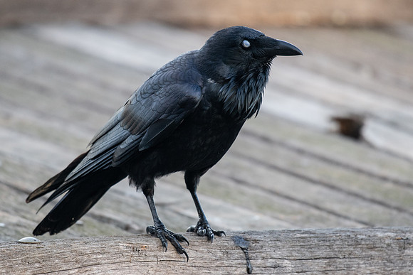 Australian Raven