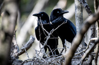 Australian Raven
