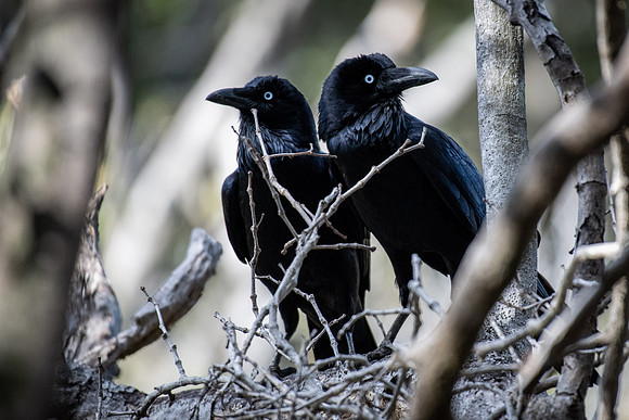 Australian Raven