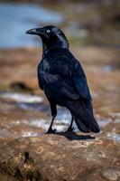 Australian Raven