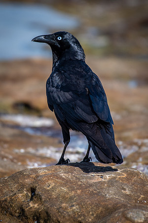 Australian Raven