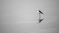 Pied Stilt