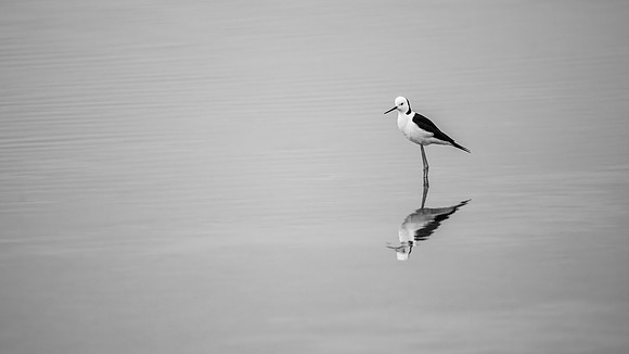 Pied Stilt