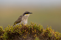 Singing Honeyeater