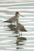 Bar-tailed Godwit