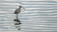 Bar-tailed Godwit