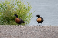 Australian Shelduck