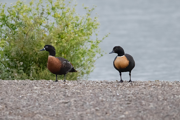 Australian Shelduck
