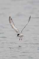 Whiskered Tern