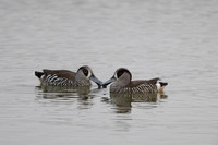 Pink-eared Duck