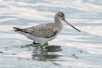 Bar-tailed Godwit