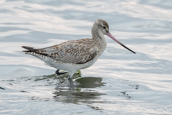 Bar-tailed Godwit
