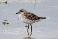 Sharp-tailed Sandpiper