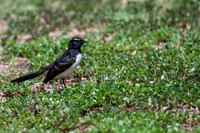 Willie Wagtail