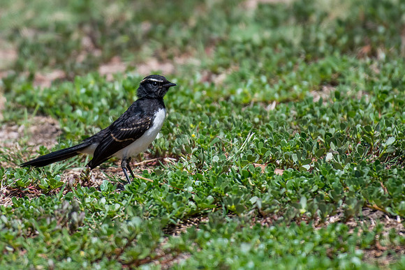 Willie Wagtail
