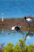 Pied Stilt