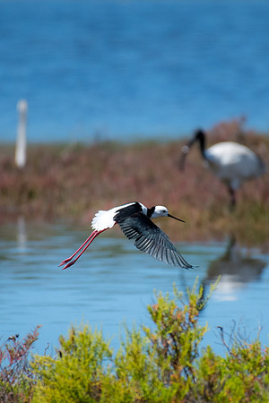 Pied Stilt