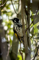 New Holland Honeyeater