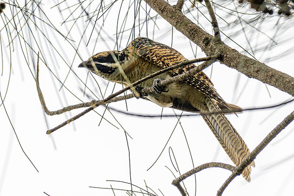 Eastern Koel
