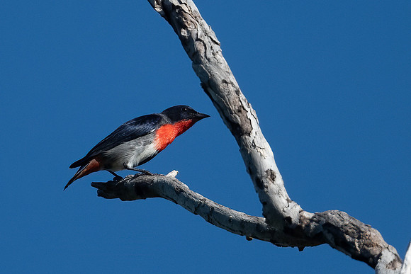 Mistletoebird