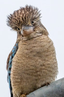 Blue-winged Kookaburra