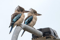 Blue-winged Kookaburra