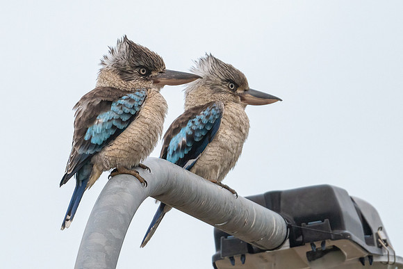 Blue-winged Kookaburra