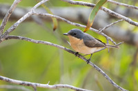 Leaden Flycatcher