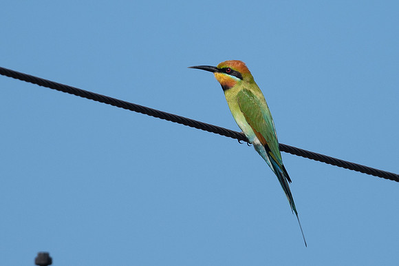 Rainbow Bee-eater