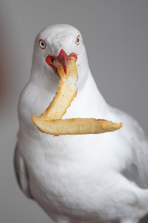 Silver Gull
