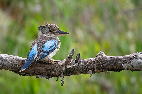 Blue-winged Kookaburra