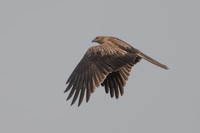 Whistling Kite