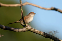 Tawny Grassbird