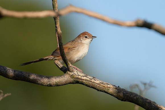 Tawny Grassbird