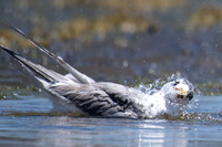 Crested Tern