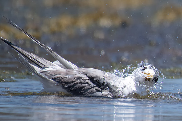 Crested Tern