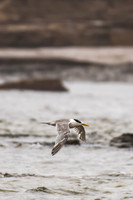 Crested Tern