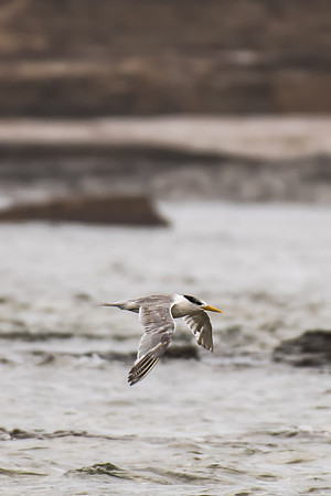 Crested Tern