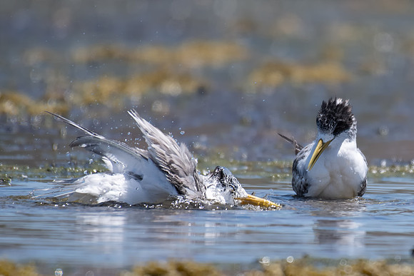 Crested Tern